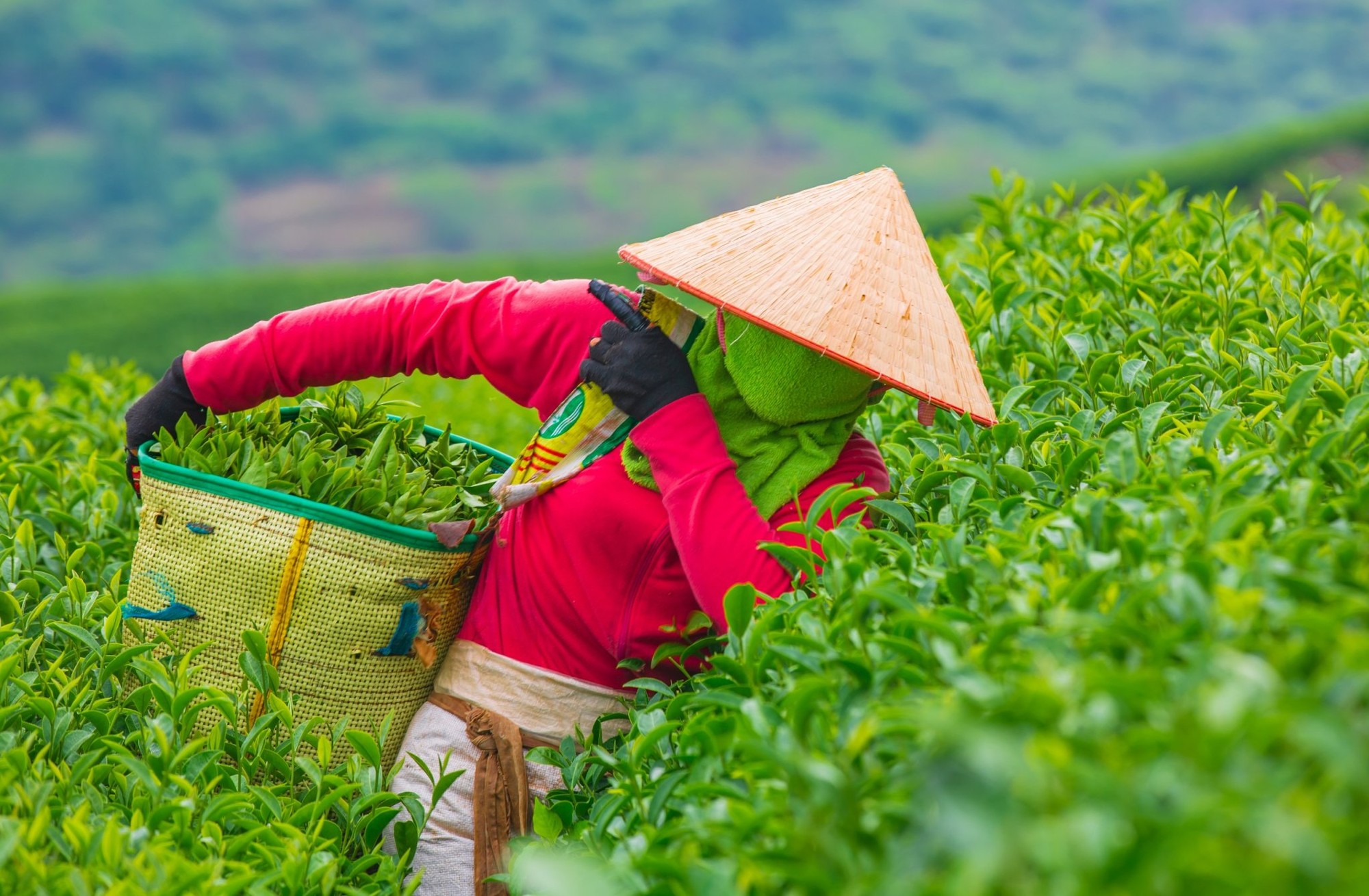 Ngoài mang lại hiệu quả về du lịch, hàng năm, huyện tổ chức "Ngày hội trà trên cao nguyên Mộc Châu", vừa là dịp giới thiệu, quảng bá sản phẩm trà Mộc Châu, vừa tôn vinh, tạo cơ hội để những người sản xuất, kinh doanh chè được giao lưu, học hỏi.