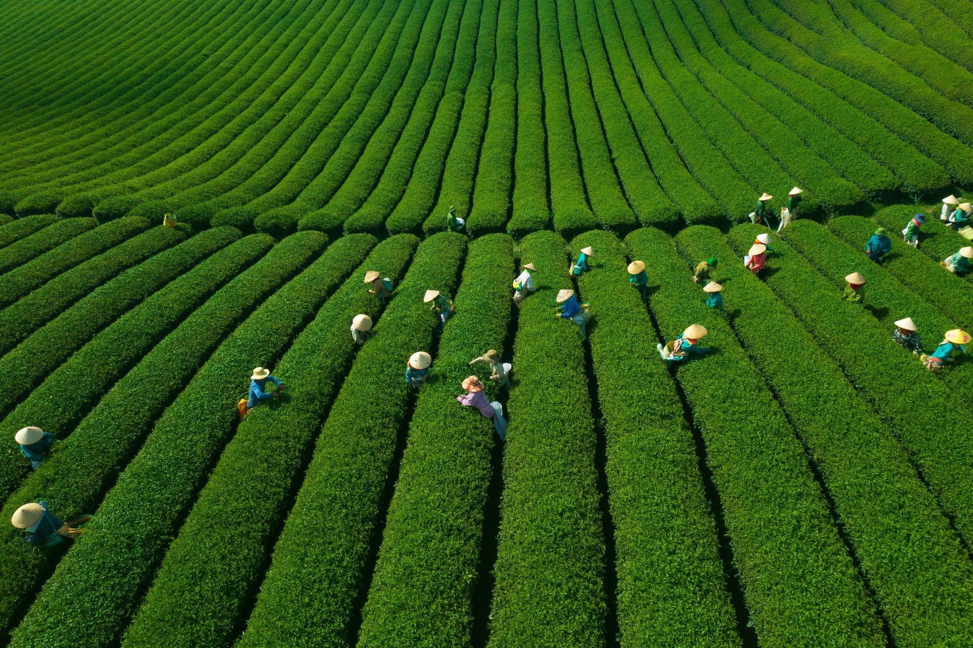 Cây chè đã nuôi sống biết bao thế hệ người dân tại Mộc Châu. Sản xuất, chế biến chè đã tạo thu nhập và việc làm ổn định cho hàng nghìn lao động là đồng bào dân tộc thiểu số tại địa phương.