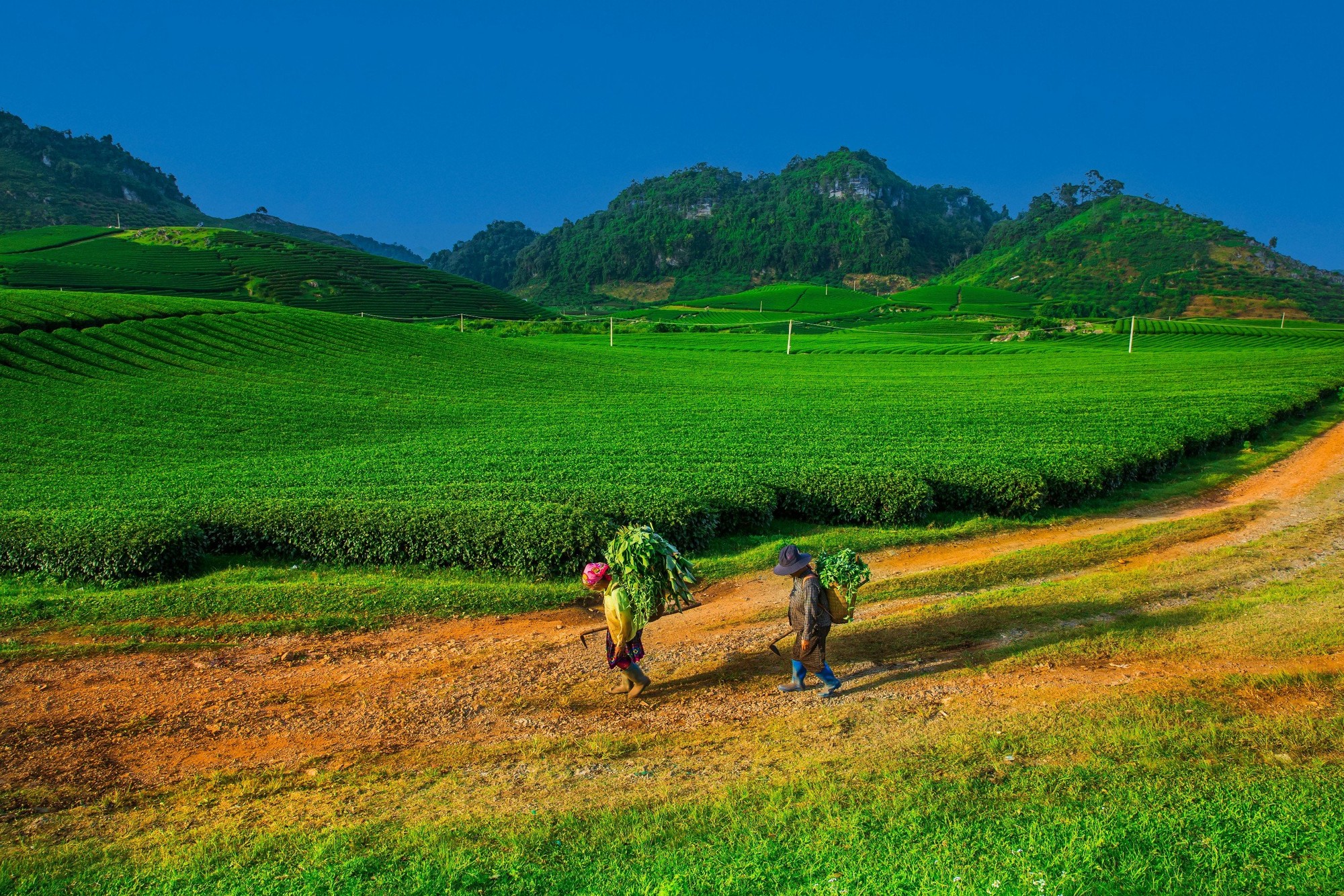 Đến Mộc Châu vào mùa thu hoạch, ngoài ngắm nhìn non nước hùng vĩ, khách du lịch còn được xem các nông dân thu hái chè mỗi ngày, tìm hiểu quy trình làm chè.