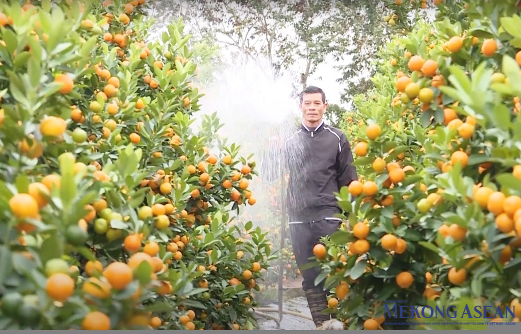 Toàn tỉnh Hưng Yên hiện có hơn 3.100 ha cây rau, củ, quả sản xuất theo quy trình VietGAP và sản xuất hữu cơ. 