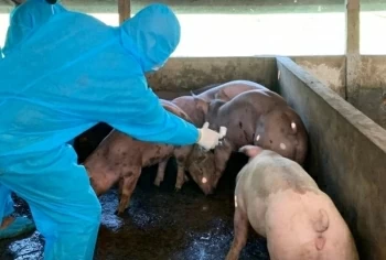 Thắt chặt các biện pháp phòng, chống bệnh dịch tả lợn Châu Phi