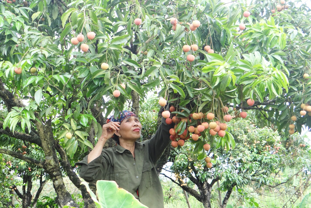 Hoạt động của quỹ đã giúp nhiều hợp tác xã, liên hiệp hợp tác xã, tổ hợp tác và thành viên phát triển sản xuất kinh doanh, tăng tài sản, doanh thu, lợi nhuận… Ảnh: Phùng Nguyện.