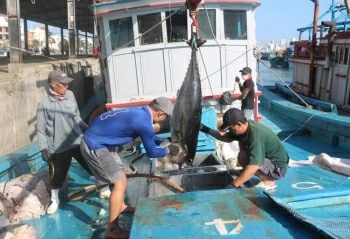Xuất khẩu cá ngừ mang về gần nửa tỷ USD trong 6 tháng