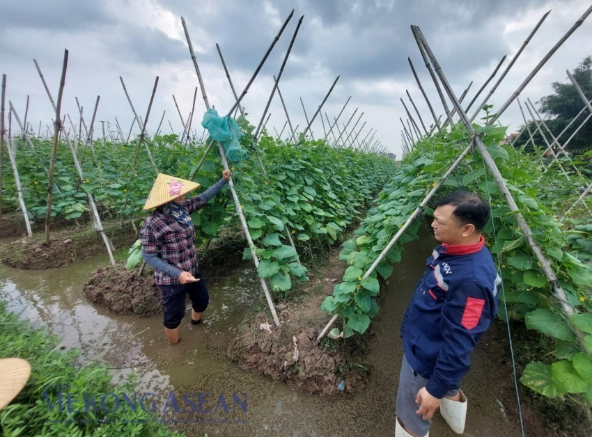 Tiềm năng ứng dụng bèo hoa dâu trong kinh tế nông nghiệp