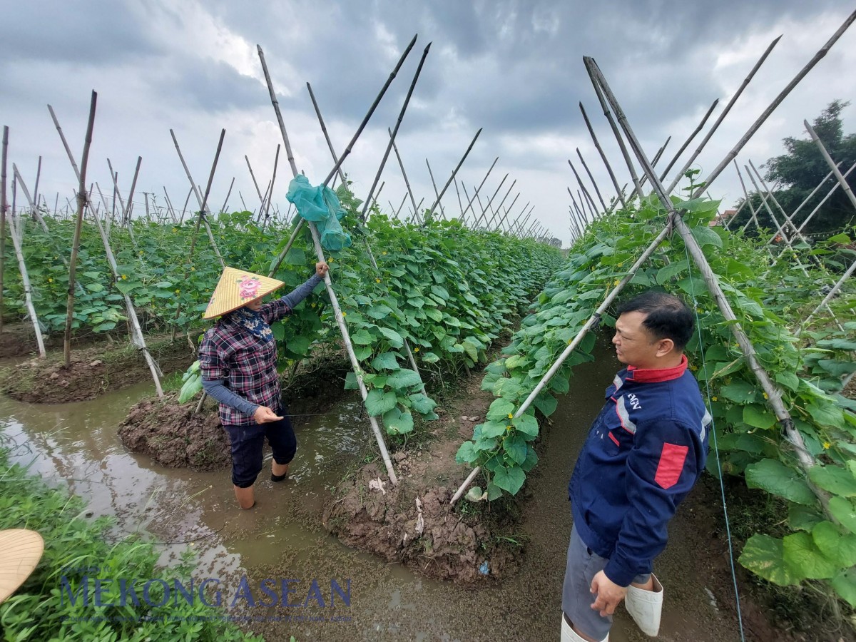 Tiềm năng ứng dụng bèo hoa dâu trong nông nghiệp