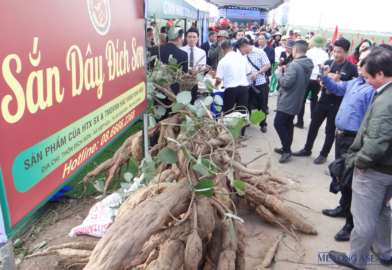 Kinh Môn hiện có diện tích trồng sắn dây lớn nhất tỉnh Hải Dương với 262 ha, tổng sản lượng gần 8.000 tấn, bước đầu đã xuất khẩu ra thị trường thế giới. Những năm gần đây, sắn dây trở thành cây trồng chủ lực của người dân thị xã. Ảnh: Phùng Nguyện.