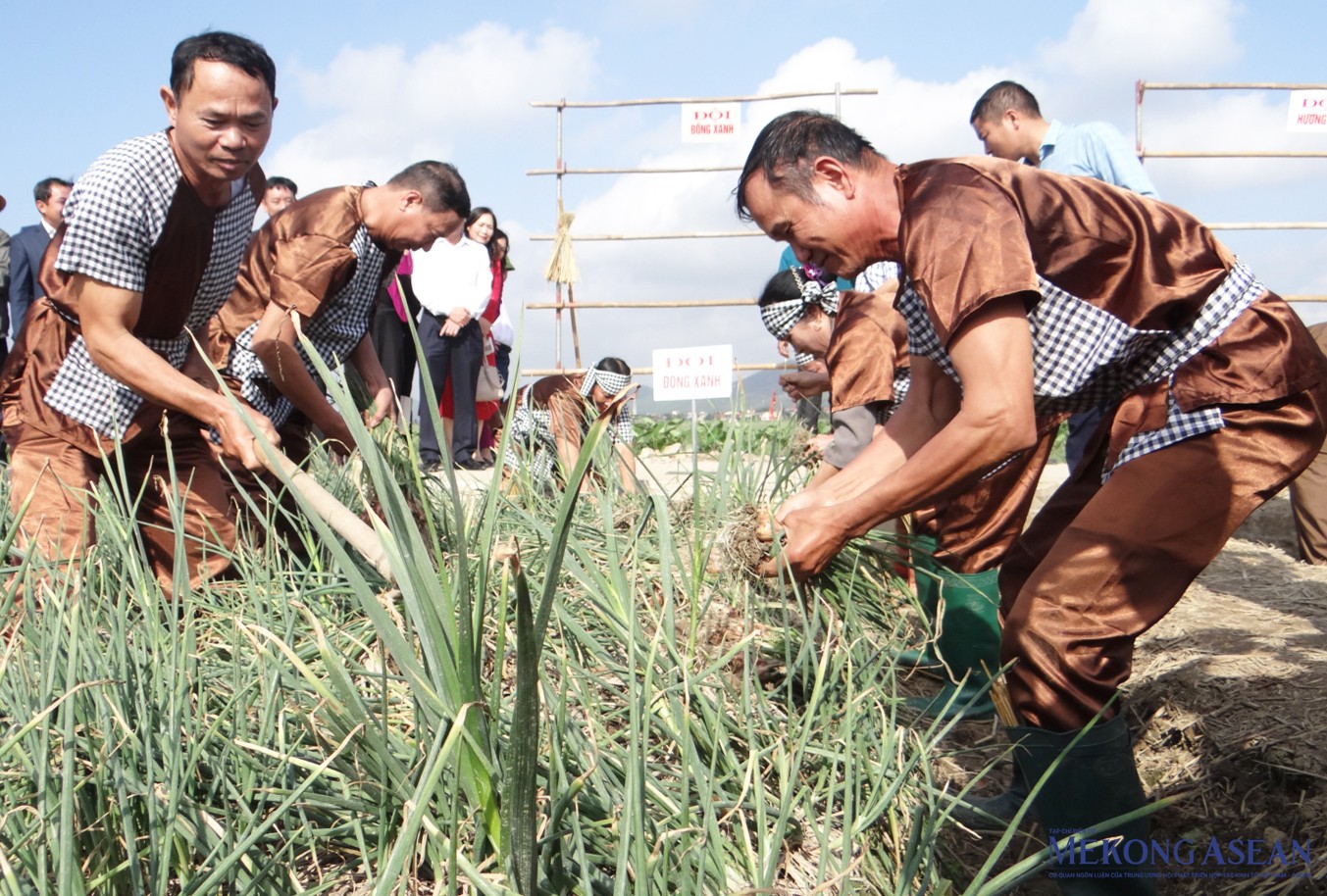 Tại thị xã Kinh Môn, cây hành và cây tỏi đã được trồng ở đây từ trước thập kỷ 80. Ban đầu là những diện tích trồng nhỏ lẻ, đến nay, đã được trồng hầu hết trên địa bàn thị xã. Hiện thị xã Kinh Môn có khoảng 4.000 ha hành, tỏi. Ảnh: Phùng Nguyện.