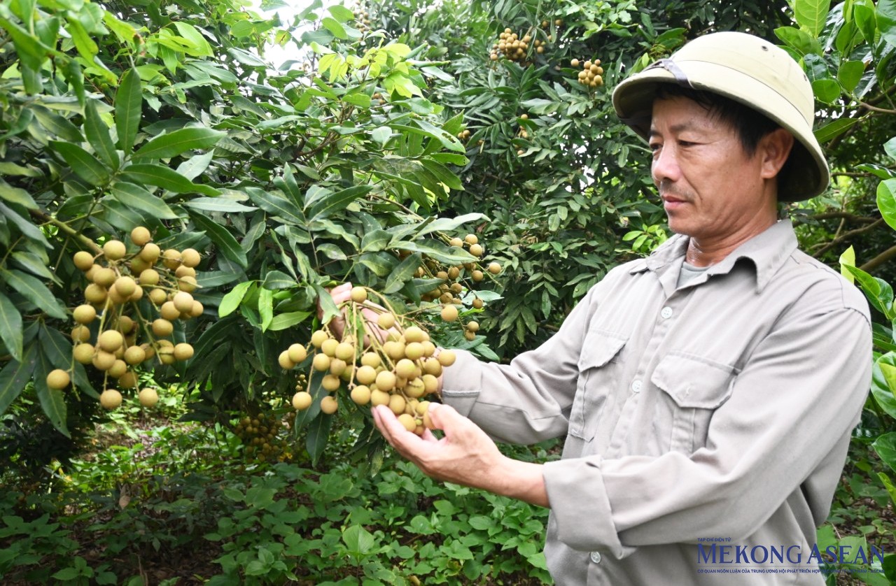 Người dân thôn Xạ Sơn, xã Quang Thành (thị xã Kinh Môn) chuyển đổi mô hình sản xuất nông nghiệp kém hiệu quả sang trồng cây ăn quả, trong đó diện tích nhãn sớm đã được nhân rộng với hơn 15 ha. Ảnh: Văn Học.