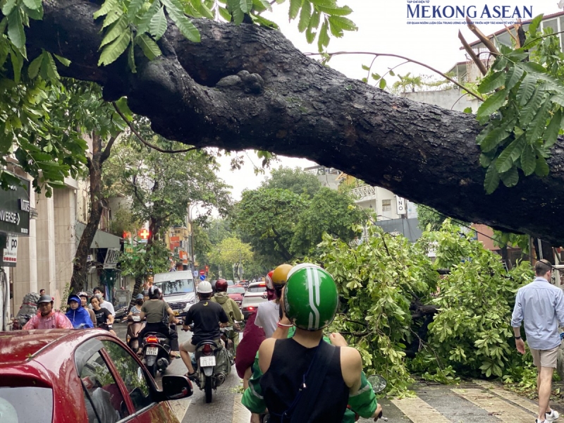 Do cây chắn ngang đường, người dân phải luồn lách, chui qua cây đổ. Ảnh: Hà Anh/Mekong ASEAN.