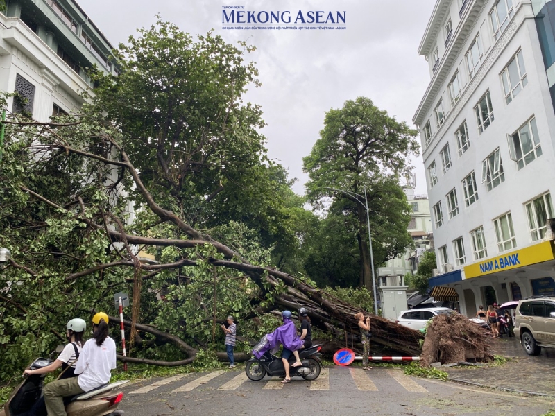 Tương tự, trên phố Phan Đình Phùng, cây xanh đổ, chắn ngang đường và ngay lối đi của nhiều cửa hàng, hộ kinh doanh. Ảnh: Hà Anh/Mekong ASEAN.