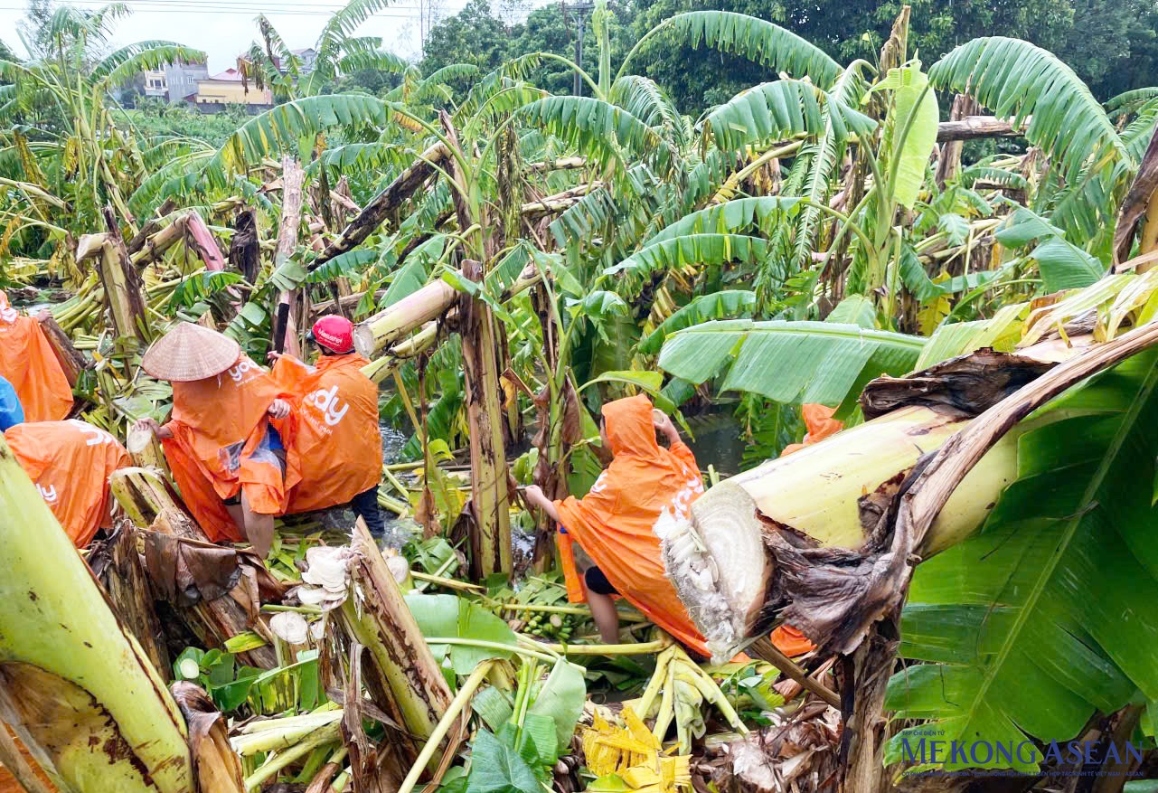 Thanh niên Hải Dương hỗ trợ khắc phục thiệt hại các diện tích cây hoa màu của người dân trong tỉnh bị ảnh hưởng do bão.