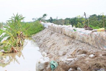 Hải Dương: Huyện Thanh Hà tăng cường phòng chống lũ và tuần tra canh gác đê