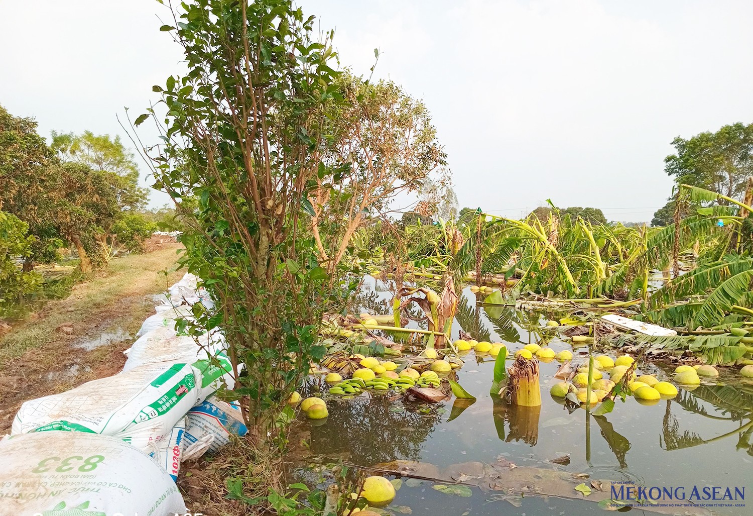 Thiệt hại rau màu, cây ăn quả tại thôn Trại Mũa (xã An Đức, huyện Ninh Giang).