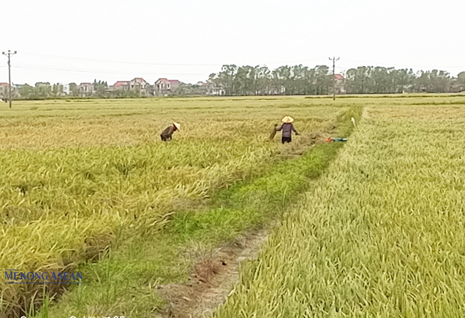 Nông dân thành phố Chí Linh thu hoạch lúa, chuẩn bị ruộng đồng cho cây trồng vụ đông.