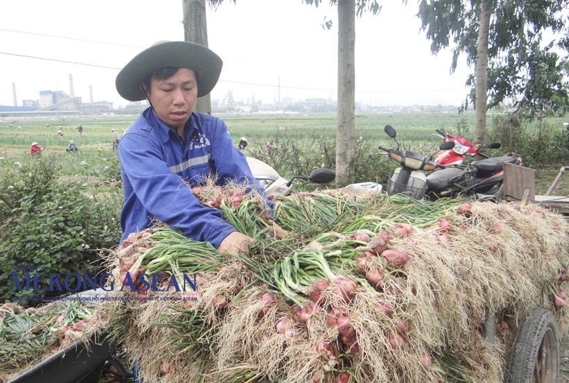 Hành và tỏi được trồng ở thị xã Kinh Môn từ trước thập kỷ 80. Ảnh tư liệu.