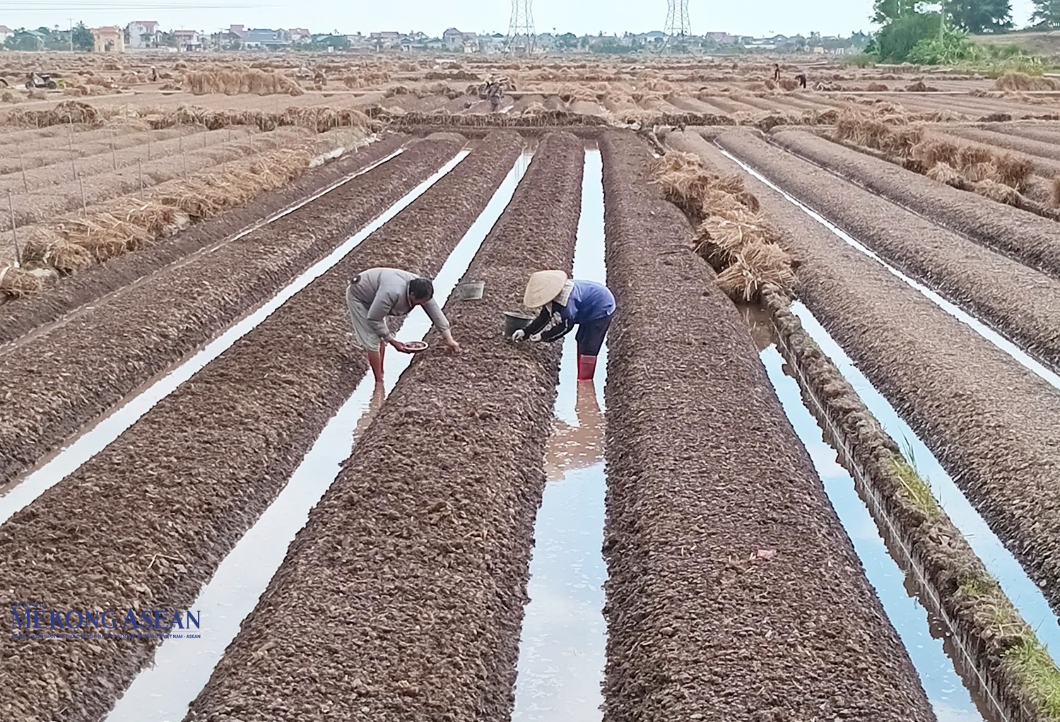 Nông nghiệp là một trong những lĩnh vực thế mạnh của Hải Dương.