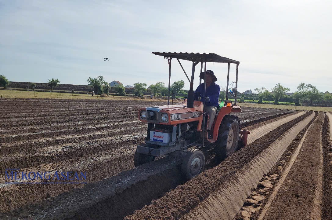 Tại các tỉnh phía Bắc, cây khoai tây có vị trí quan trọng với cơ cấu vụ Đông và vụ Xuân.