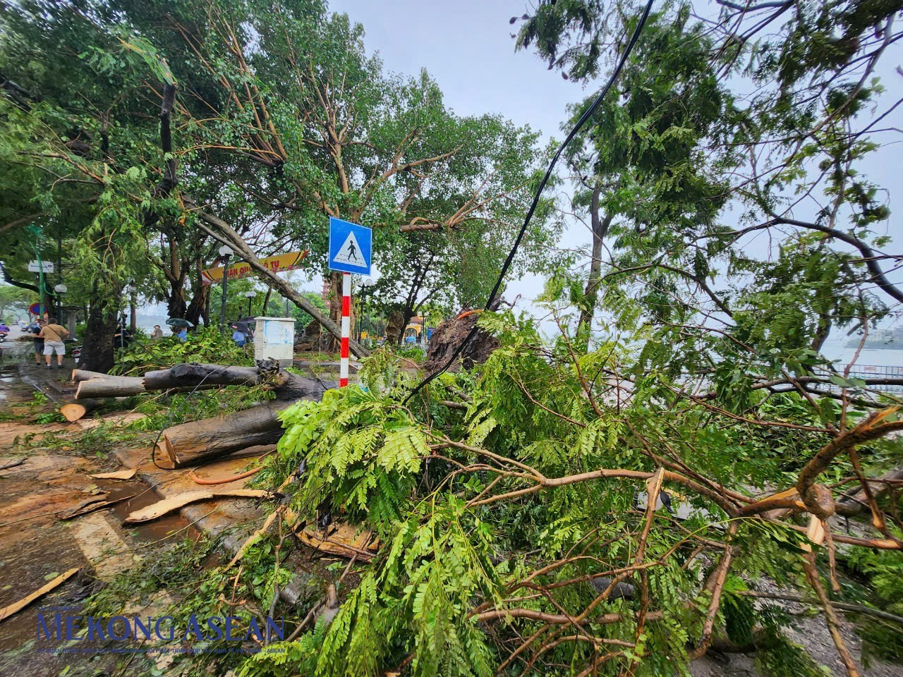 Hà Nội: Đấu giá lô gỗ, củi sau bão số 3, giá khởi điểm hơn 300 triệu đồng