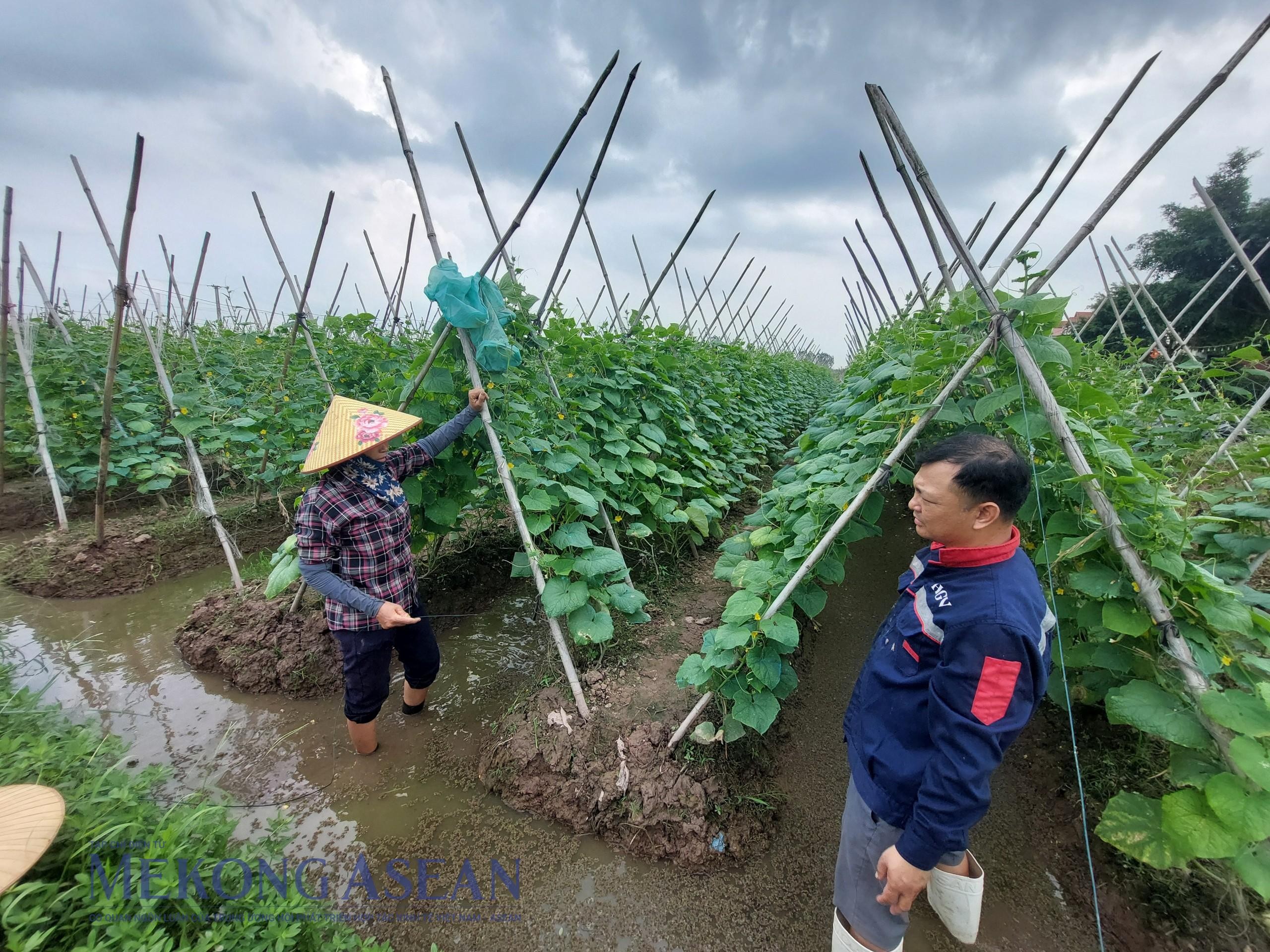 Nông nghiệp giữ vững đà tăng trưởng trong tháng 10/2024