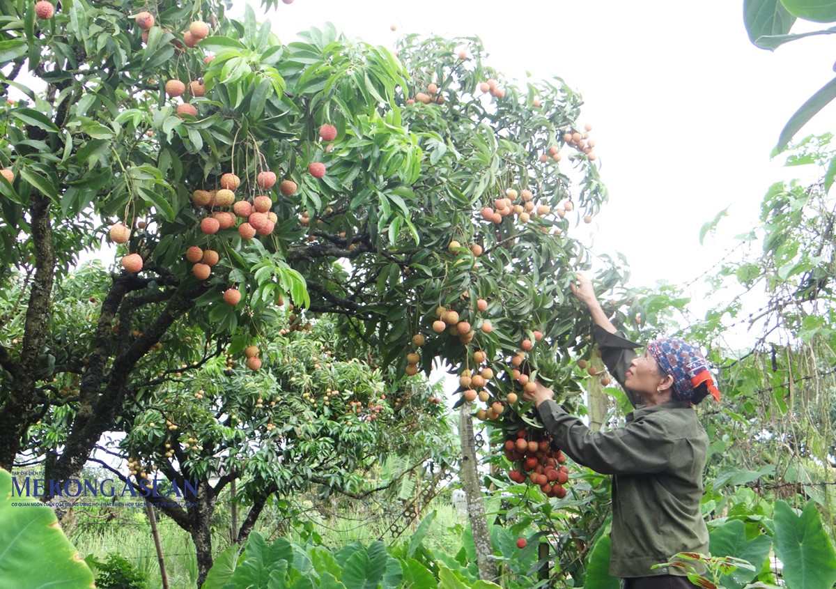 Tỉnh Hải Dương định hướng chuyển từ tư duy sản xuất nông nghiệp sang tư duy kinh tế nông nghiệp; phát triển sản xuất trồng trọt tập trung hàng hóa theo chuỗi giá trị, theo định hướng thị trường trên cơ sở liên kết chặt chẽ giữa các đối tác, lấy doanh nghiệp làm trung tâm. Ảnh: Lâm Phùng.