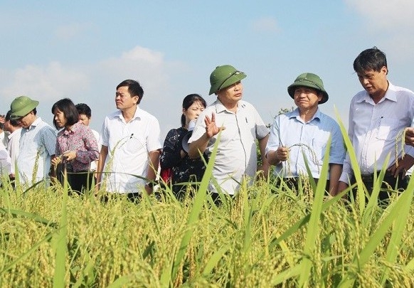 Hải Dương phát triển thêm sản phẩm OCOP từ nếp quýt Kim Thành