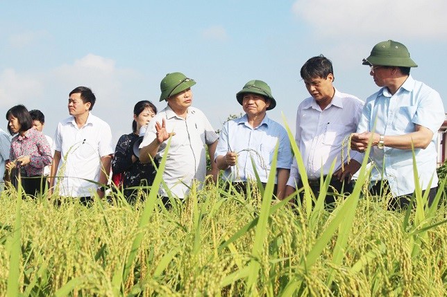 Huyện Kim Thành hiện có 8 vùng sản xuất nông nghiệp hàng hoá chủ lực, tập trung theo quy hoạch; trong đó có vùng nếp quýt hơn 400ha ở các xã Cổ Dũng, Tuấn Việt, Kim Xuyên, Cộng Hoà… Huyện Kim Thành hiện có 8 vùng sản xuất nông nghiệp hàng hoá chủ lực, tập trung theo quy hoạch; trong đó có vùng nếp quýt hơn 400ha ở các xã Cổ Dũng, Tuấn Việt, Kim Xuyên, Cộng Hoà…