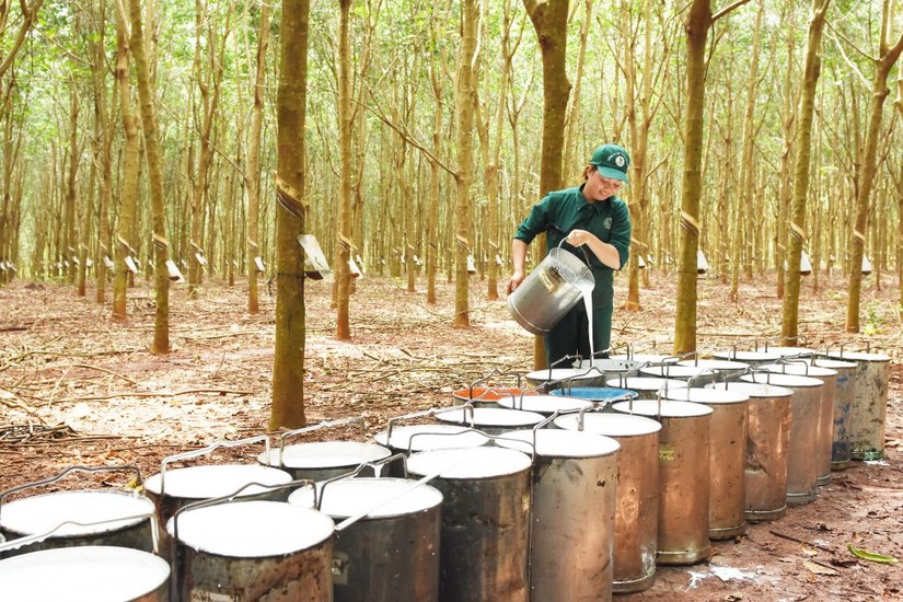 Bất chấp đại dịch, &amp;amp;quot;v&agrave;ng trắng&amp;amp;quot; tiếp tục cho n&ocirc;ng d&acirc;n l&atilde;i lớn