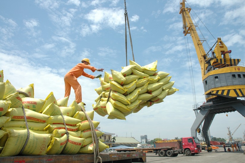 Gạo Việt lấn s&acirc;u v&agrave;o thị trường ch&acirc;u &Acirc;u