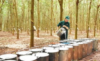 Bất chấp đại dịch, &quot;vàng trắng&quot; tiếp tục cho nông dân lãi lớn