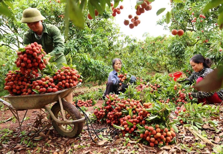 Trung Quốc kh&ocirc;ng chỉ l&agrave; thị trường xuất khẩu lớn thứ 2 ra thế giới m&agrave; c&ograve;n l&agrave; thị trường quan trọng bậc nhất của Việt Nam với c&aacute;c sản phẩm n&ocirc;ng sản v&agrave; thực phẩm