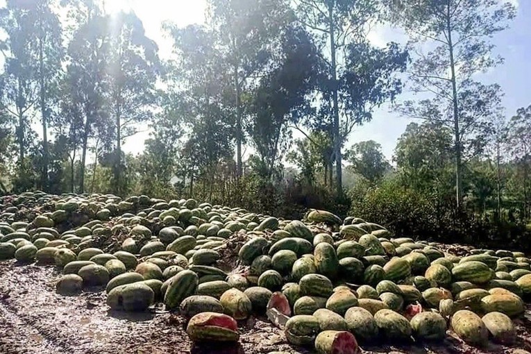 Dưa hấu bị n&eacute;m bỏ tại bi&ecirc;n giới Myanmar. Ảnh: SCMP