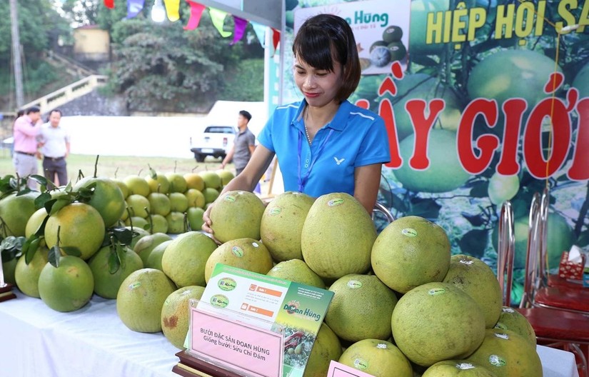 Sản phẩm bưởi Đoan H&ugrave;ng trưng b&agrave;y tại hội chợ - Ảnh: TTXVN