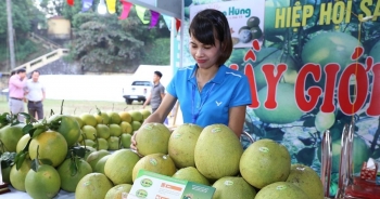 Bưởi Đoan Hùng lần đầu &apos;đặt chân&apos; lên đất Nga