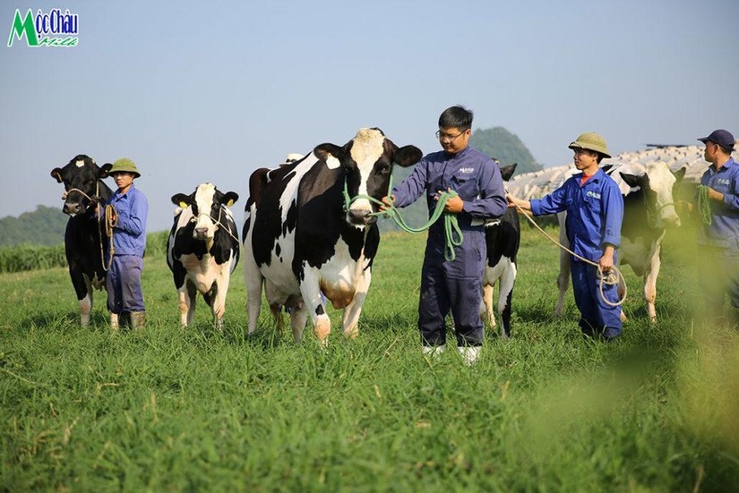 Mộc Ch&acirc;u Milk ho&agrave;n th&agrave;nh mục ti&ecirc;u tăng 13,5% về lợi nhuận