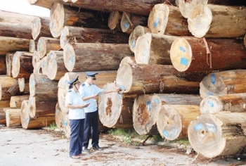 Chủ động nguyên liệu đầu vào có ý nghĩa sống còn với ngành gỗ