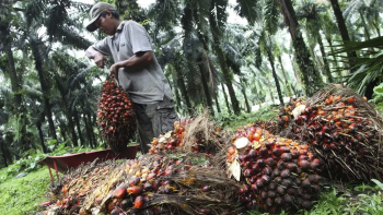 &apos;Vua dầu cọ thế giới&apos; Indonesia phải bình ổn giá dầu cọ trong nước