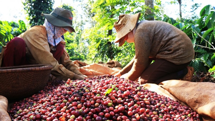 Xuất khẩu c&agrave; ph&ecirc; tăng 13% trong ni&ecirc;n vụ 2021/2022.