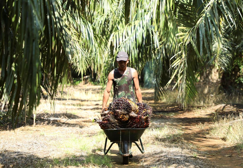 Thu hoạch cọ tại Kuala Selangor, Selangor, Malaysia. Ảnh: Reuters