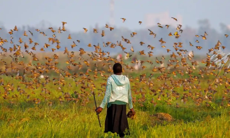 N&ocirc;ng d&acirc;n tại Kisumu, Kenya bảo vệ ruộng của m&igrave;nh trước chim quelea. Ảnh: Getty Images