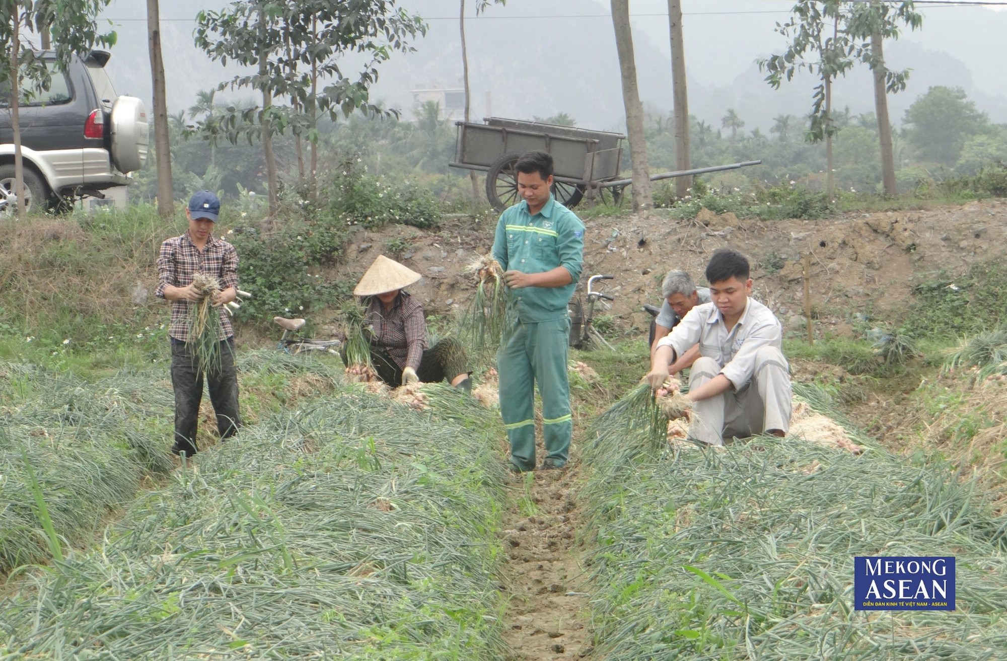 Thị x&atilde; Kinh M&ocirc;n hiện c&oacute; khoảng 4.000 ha h&agrave;nh, tỏi. (Ảnh tư liệu).