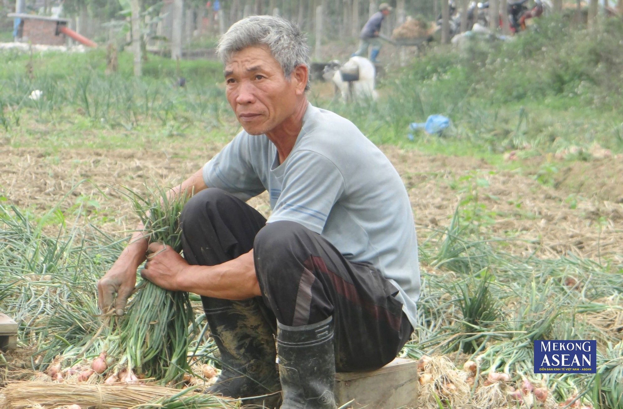 B&agrave; con n&ocirc;ng d&acirc;n thị x&atilde; Kinh M&ocirc;n thu hoạch h&agrave;nh, tỏi. (Ảnh tư liệu).