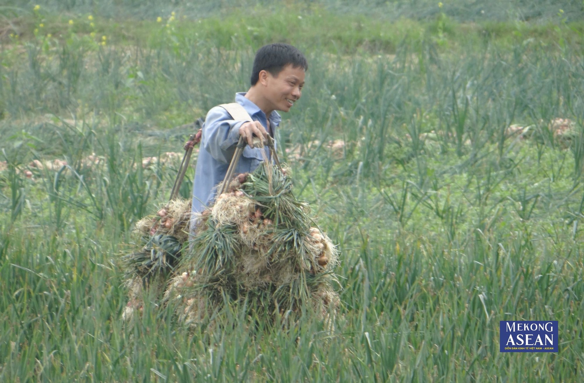 Sau giờ l&agrave;m, nhiều c&ocirc;ng nh&acirc;n trở về phụ gi&uacute;p gia đ&igrave;nh thu hoạch. (Ảnh tư liệu).