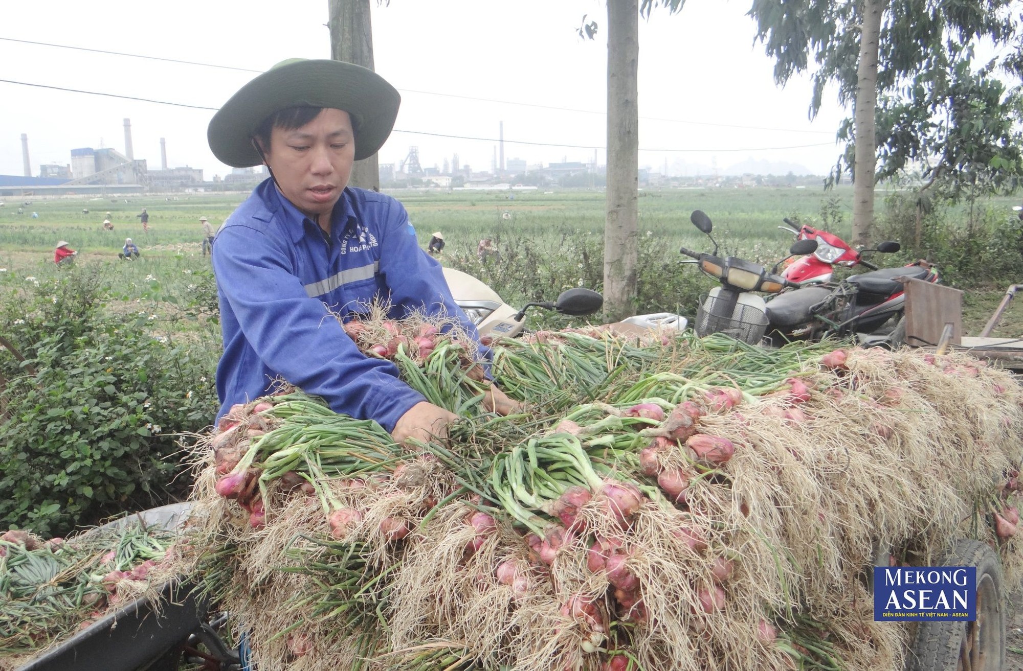 C&acirc;y h&agrave;nh v&agrave; tỏi đ&atilde; được trồng ở Kinh M&ocirc;n từ trước thập kỷ 80. (Ảnh tư liệu).