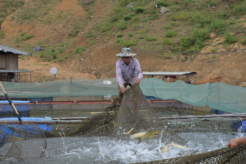 Chăn nu&ocirc;i, thủy sản đều tăng trưởng tốt trong th&aacute;ng 1