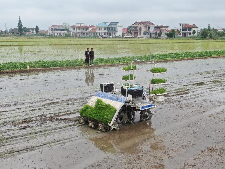 M&aacute;y cấy tự động với hệ thống định vị BDS tại th&agrave;nh phố Nam Th&ocirc;ng, Giang T&ocirc;, Trung Quốc. Ảnh: People&amp;amp;amp;apos;s Daily Online/Xu Congjun