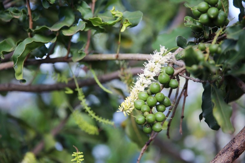 Gi&aacute; c&agrave; ph&ecirc; thế giới lao dốc - Ảnh: minh họa