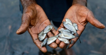 14.000 người Nigeria yêu cầu Shell bồi thường thiệt hại do ô nhiễm