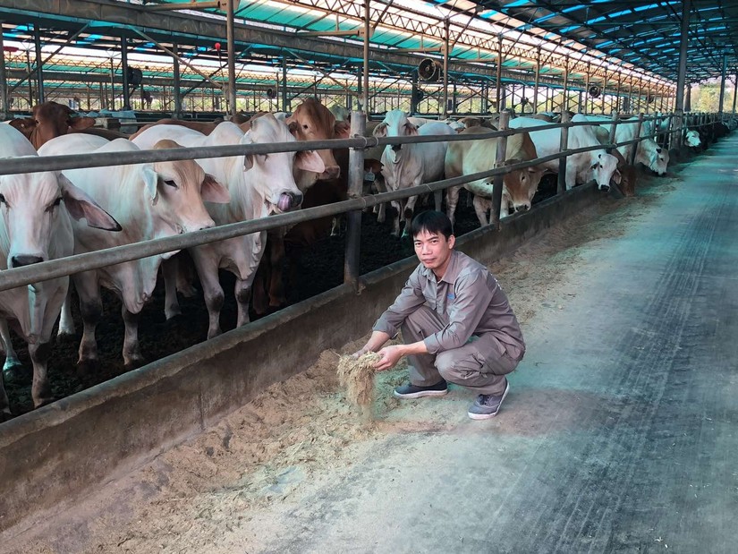 C&ocirc;ng nh&acirc;n Ho&agrave; Ph&aacute;t tại trang trại b&ograve; tại Th&aacute;i B&igrave;nh.