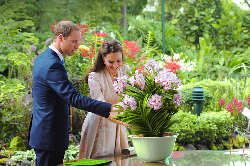 Vợ chồng Th&aacute;i tử William v&agrave; Kate b&ecirc;n cạnh chậu lan Vanda William Catherine tại Vườn Lan Quốc gia Singapore, ng&agrave;y 11/9/2012.