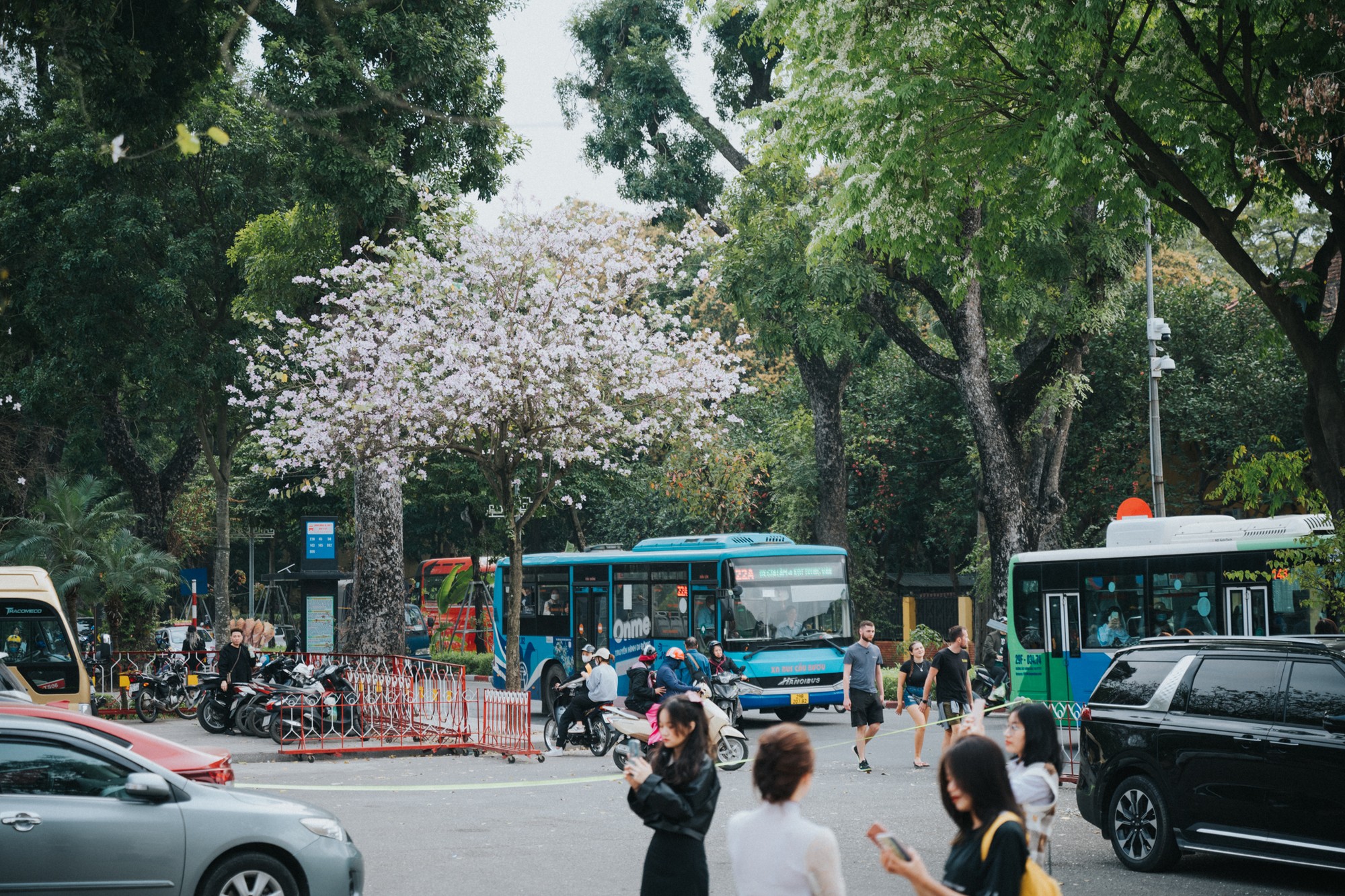 Hoa ban l&agrave; lo&agrave;i hoa đặc trưng của v&ugrave;ng T&acirc;y Bắc, lo&agrave;i hoa n&agrave;y được trồng nhiều tr&ecirc;n đường, phố, c&ocirc;ng vi&ecirc;n tại H&agrave; Nội từ h&agrave;ng chục năm trước. Hoa ban ở đ&acirc;y c&oacute; 2 m&agrave;u trắng v&agrave; t&iacute;m.